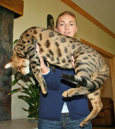 Available F2 Savannah Cat F3 Savannah F4 Savannah Male and Female